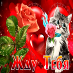 Анимационная открытка с котёнком, жду тебя