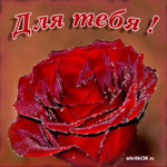 Женщине красивая розочка
