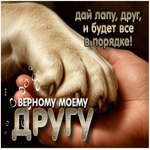Дай лапу, друг, и будет все в порядке! Верному моему другу
