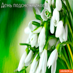 День подснежников пришел