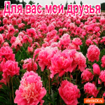 Для вас друзья мои