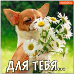 Для тебя букетик ромашек, милая моя