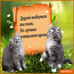 Друзей выбираем мы сами