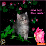 Эта милая роза для тебя