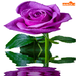 Фиолетовая роза