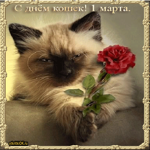 Фото ко дню кошек