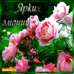 Ярких эмоций