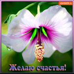 Желаю цветущего счастья