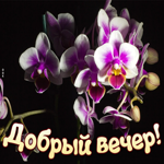 Картинка добрый вечер с орхидеями