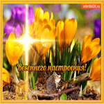 Крокусового настроения