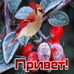Нежнейший приветик