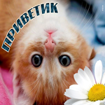 Нежный, ромашковый тебе приветик