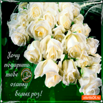 Охапка белых роз