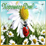 Открытка хорошего дня с ромашками