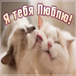 Открытка я тебя люблю с кошками