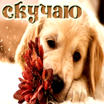 Отличная открытка с собачкой Скучаю