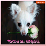 Просили вам передать
