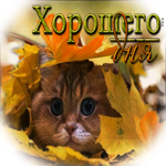 Поразительная открытка Хорошего дня! С котиком в листьях