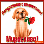 Поздравляю С Днём имени Мирослава