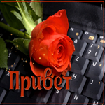 Прекрасная и увлекательная гиф-открытка с розой Привет