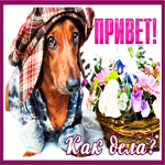 Прикольная открытка Привет! Как дела?