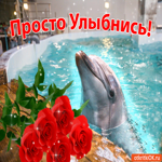 Картинка хорошего настроения с дельфином