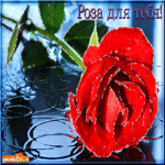Роза для тебя