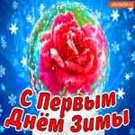 Роза с первым днём зимы