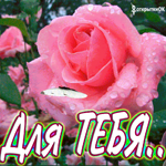 Самая красивая роза