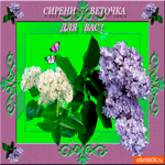 Сирени веточка для вас