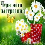Сочная открытка с ромашками Чудесного настроения
