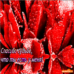 Спасибо судьбе что ты есть у меня