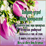 Светлая картинка доброе утро с тюльпанами
