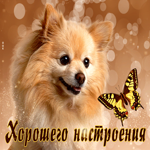 Уникальная открытка Хорошего настроения! С милой собачкой