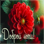 Великолепная гиф-открытка с цветком Доброй ночи