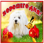 Волшебная и милая гиф-открытка Хорошего дня!
