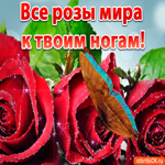 Все розы мира к твоим ногам