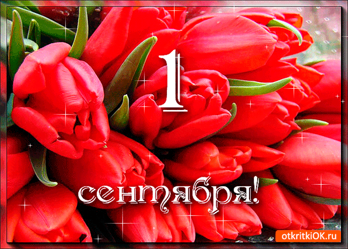 Открытка 1 сентября - дарю букет тюльпан!