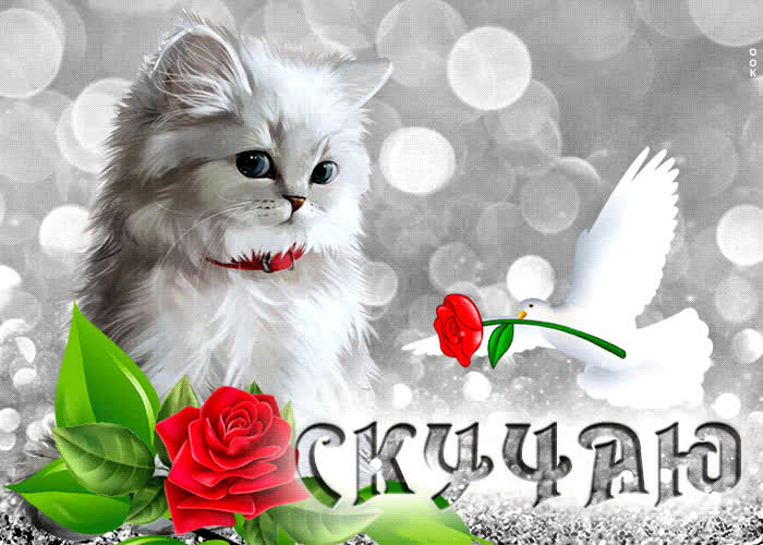 Picture анимационная открытка скучаю! с голубем и кошкой