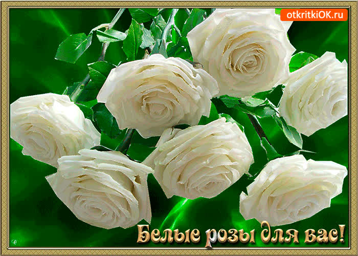 Картинка белые розы для вас