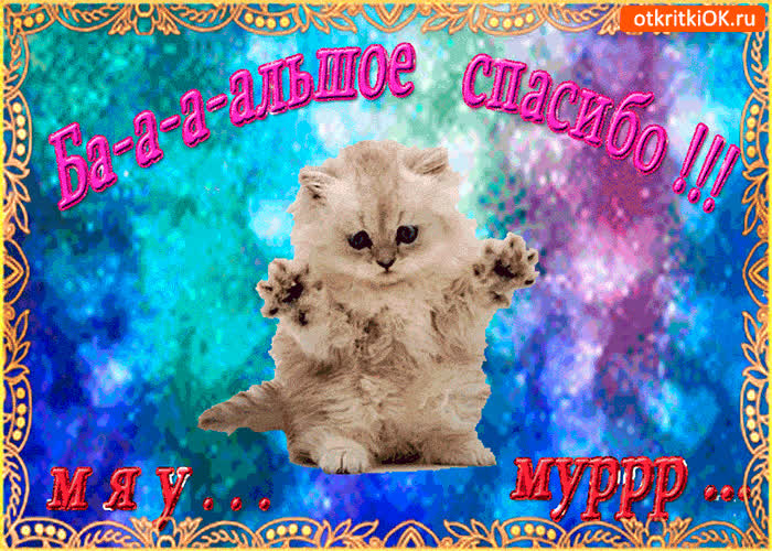 Картинка большое спасибо от котика