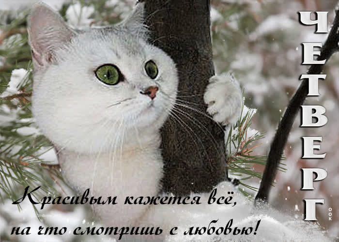 Postcard четверг! красивым кажется все, на что смотришь с любовью