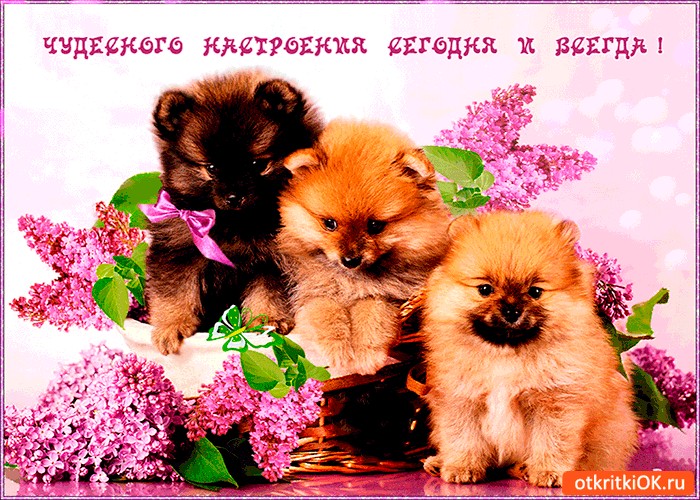 Картинка чудесного настроения всегда