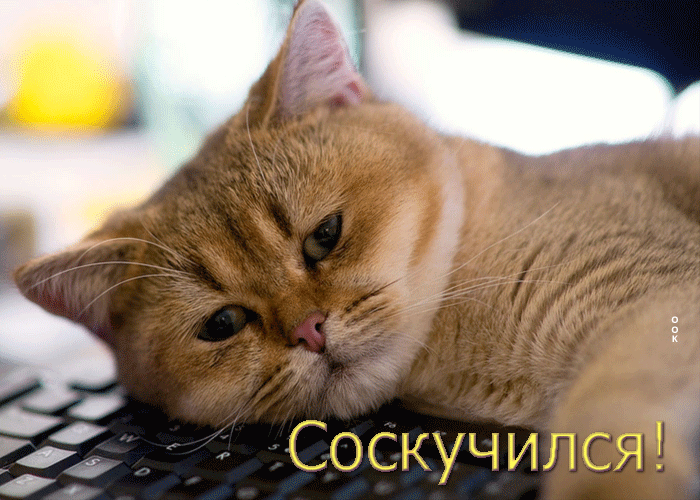Postcard чудесная открытка соскучился! с печальным котом