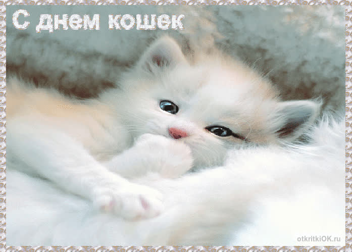 Картинка день кошек картинка