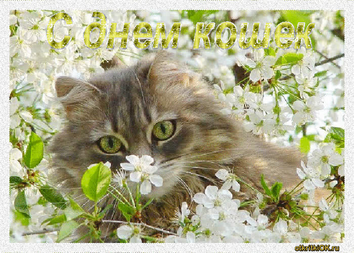 Картинка день кошек стих