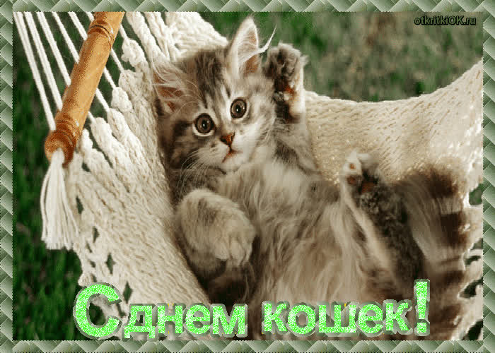 Картинка день кошек