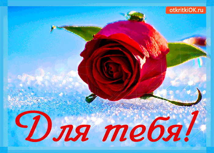 Картинка для тебя роза красивая