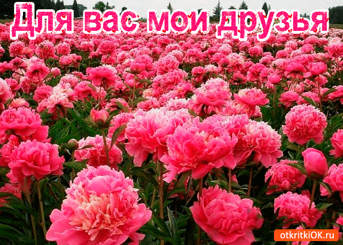 Открытка для вас друзья мои