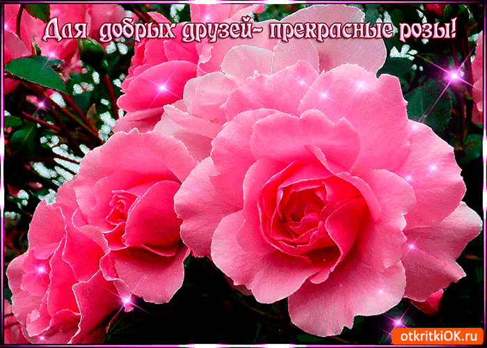 Открытка для добрых друзей прекрасные розы